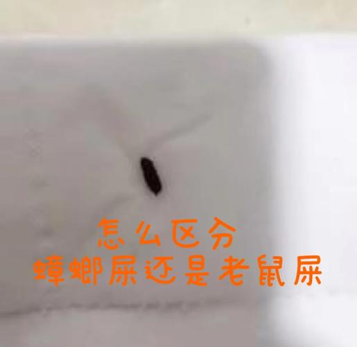 澳彩77749.cσm查询开奖和未拆封餐具蟑螂乱爬与未拆封餐具蟑螂乱爬怎么办