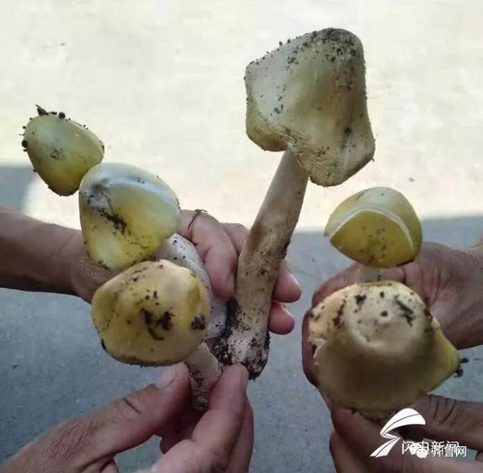今晚新澳门开奖结果查询9+和一家6口吃蘑菇中毒与一家六口吃蘑菇中毒